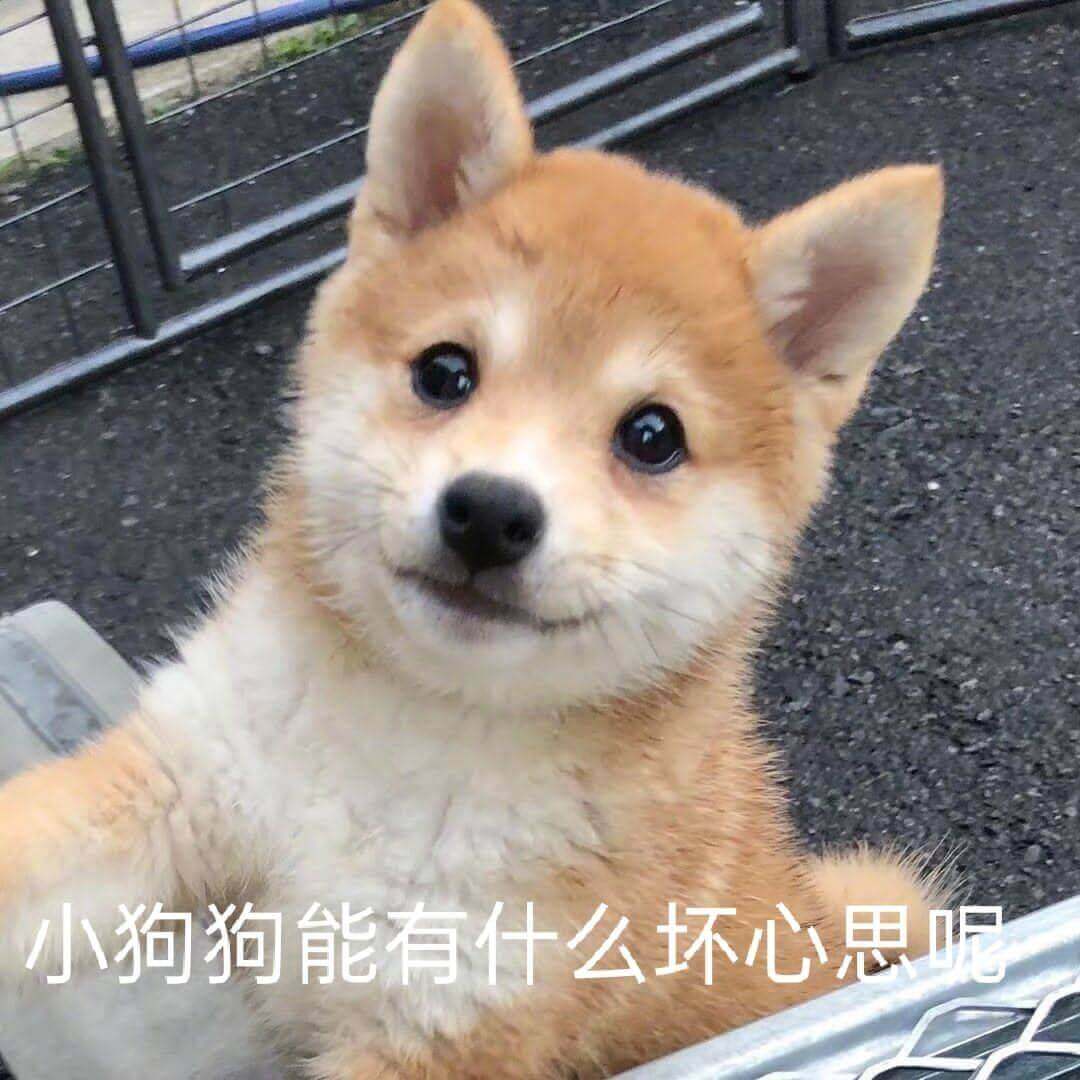 小狗狗能有什么坏心思呢